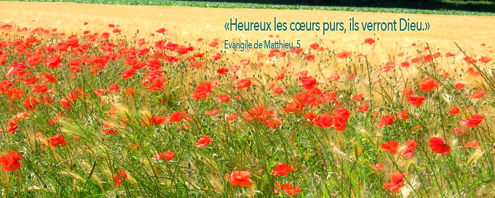 coquelicots-st-benoit-sur-loire